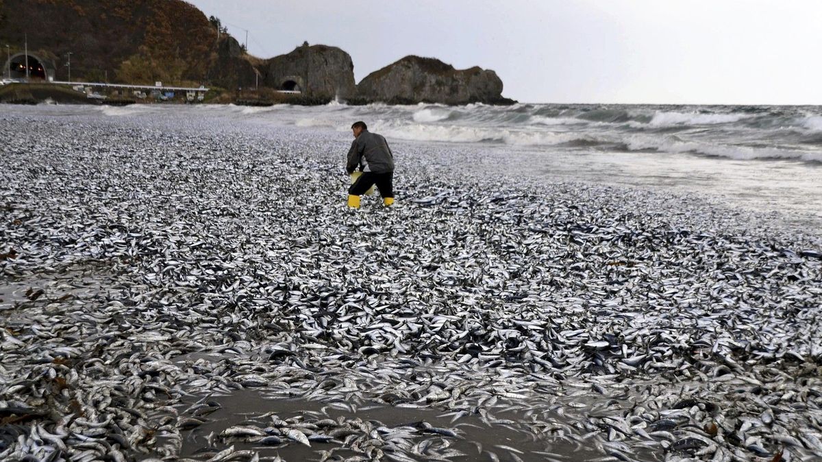 Moře na pobřeží japonského ostrova vyplavilo tisíc tun mrtvých ryb